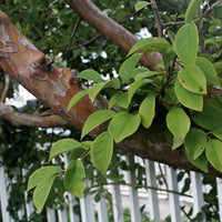 Vente Cognassier de Chine