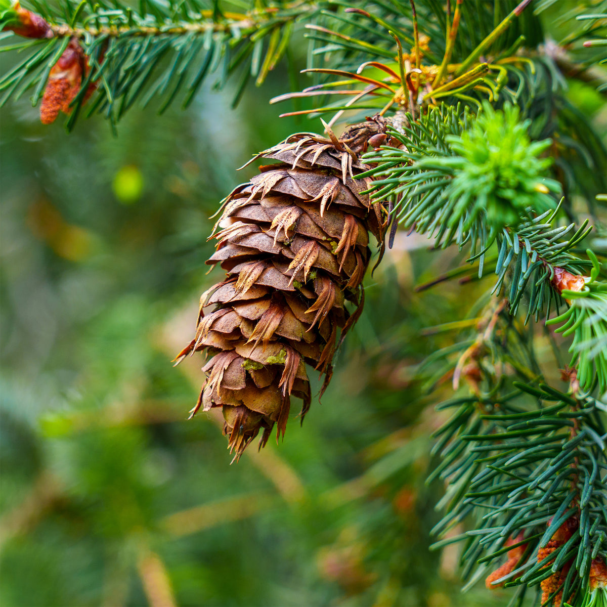 Sapin de Douglas - Bakker