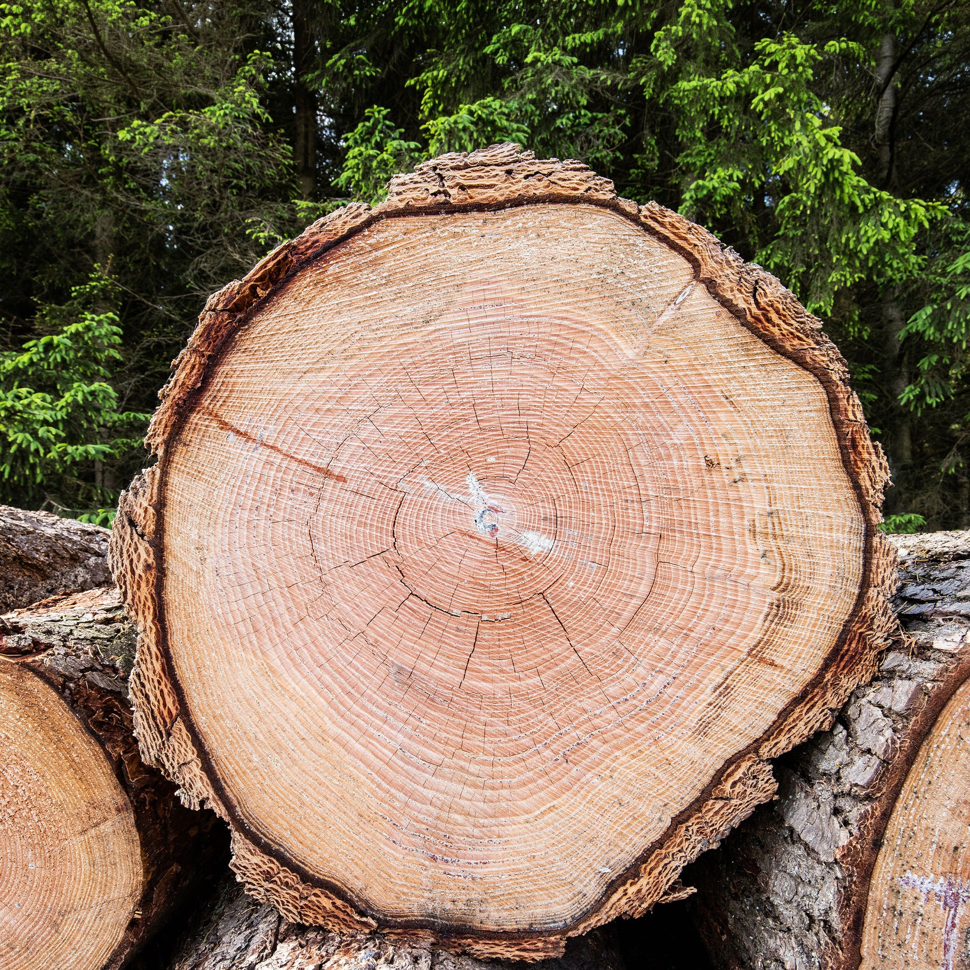 Sapin de Douglas - Conifères - Bakker