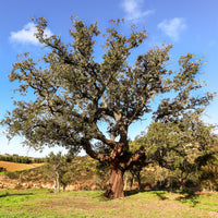 Quercus suber - Chêne-liège - Arbres