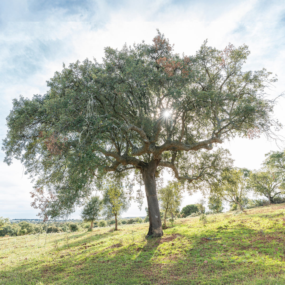 Chêne - Chêne-liège - Quercus suber