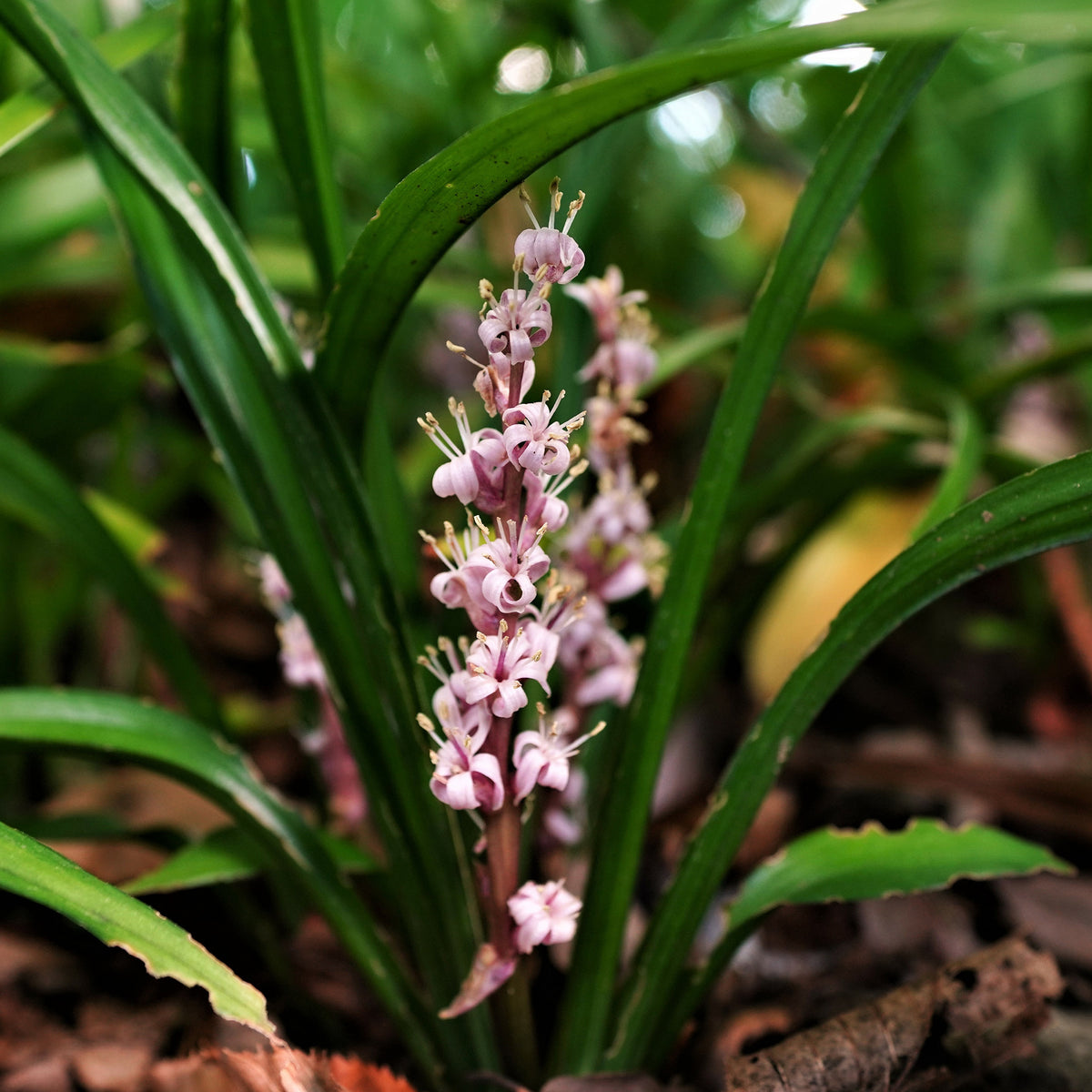 Muguet de Chine - Reineckea carnea - Bakker