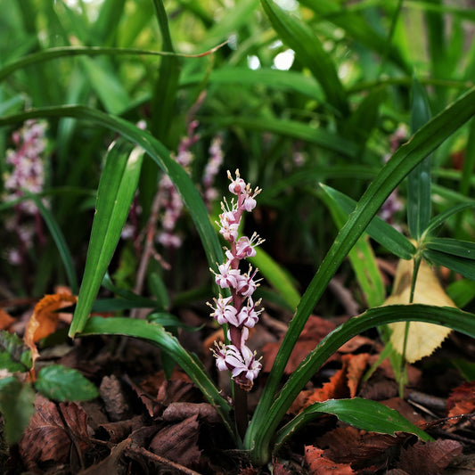 Muguet de Chine - Bakker