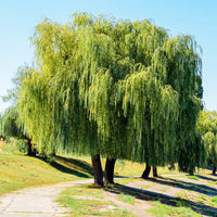 Salix babylonica - Saule pleureur - Saule