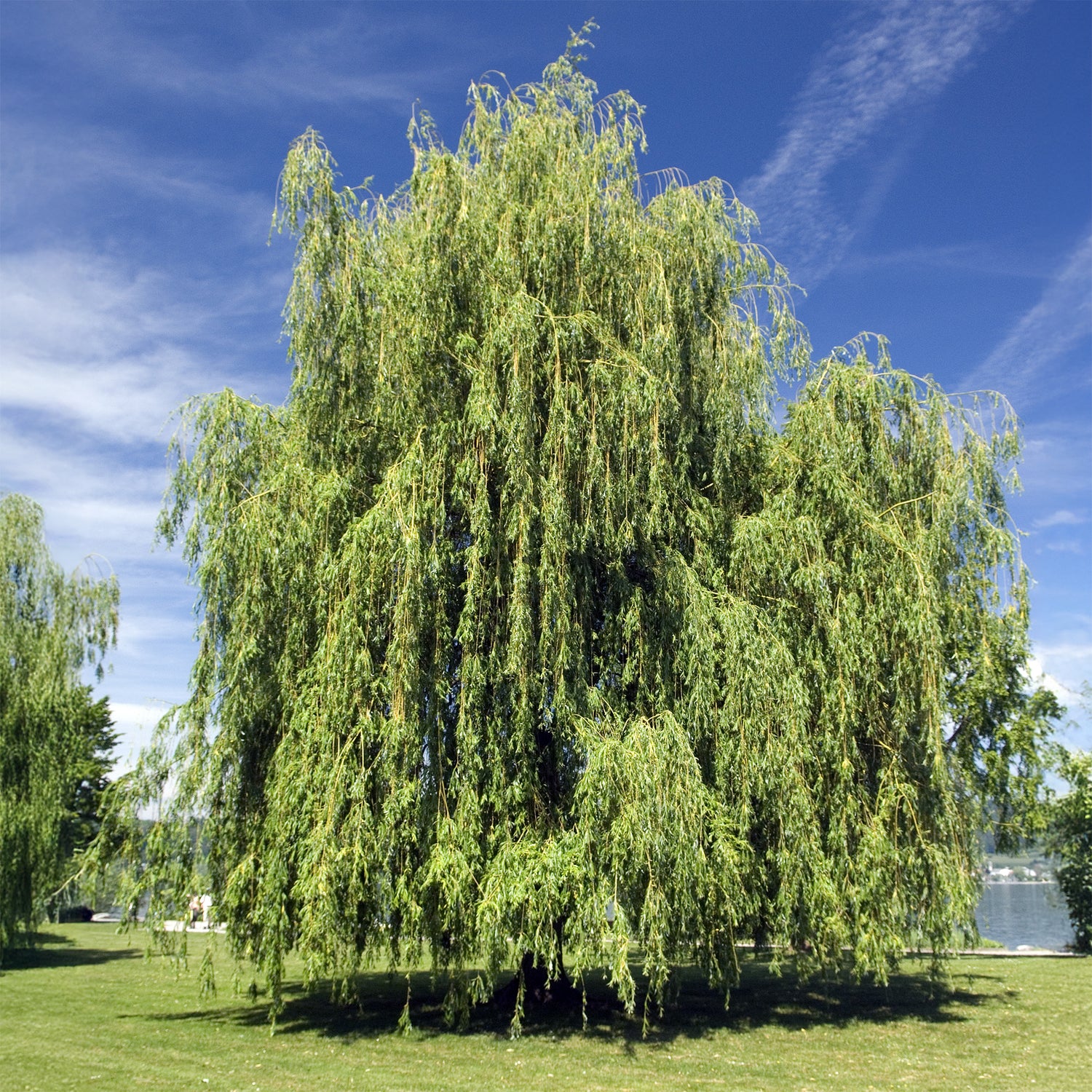 Arbres à croissance rapide