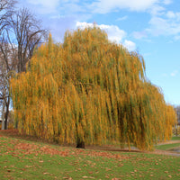 Saule pleureur - Saule - Bakker