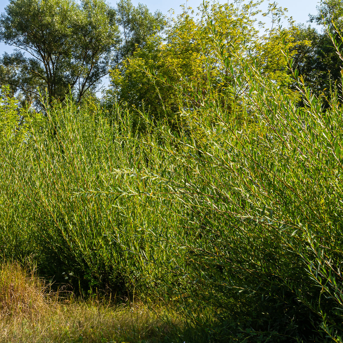 Osier pourpre - Salix purpurea - Bakker