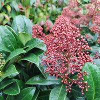 Skimmia du Japon Rubella - Bakker
