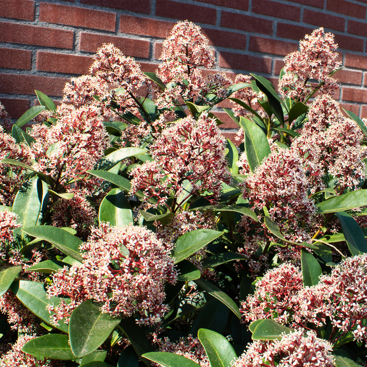 Skimmia - Skimmia du Japon Rubella - Skimmia japonica Rubella