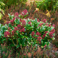 Skimmia du Japon Rubella - Skimmia - Bakker