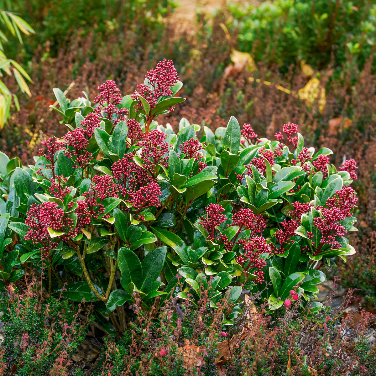 Skimmia du Japon Rubella - Skimmia - Bakker