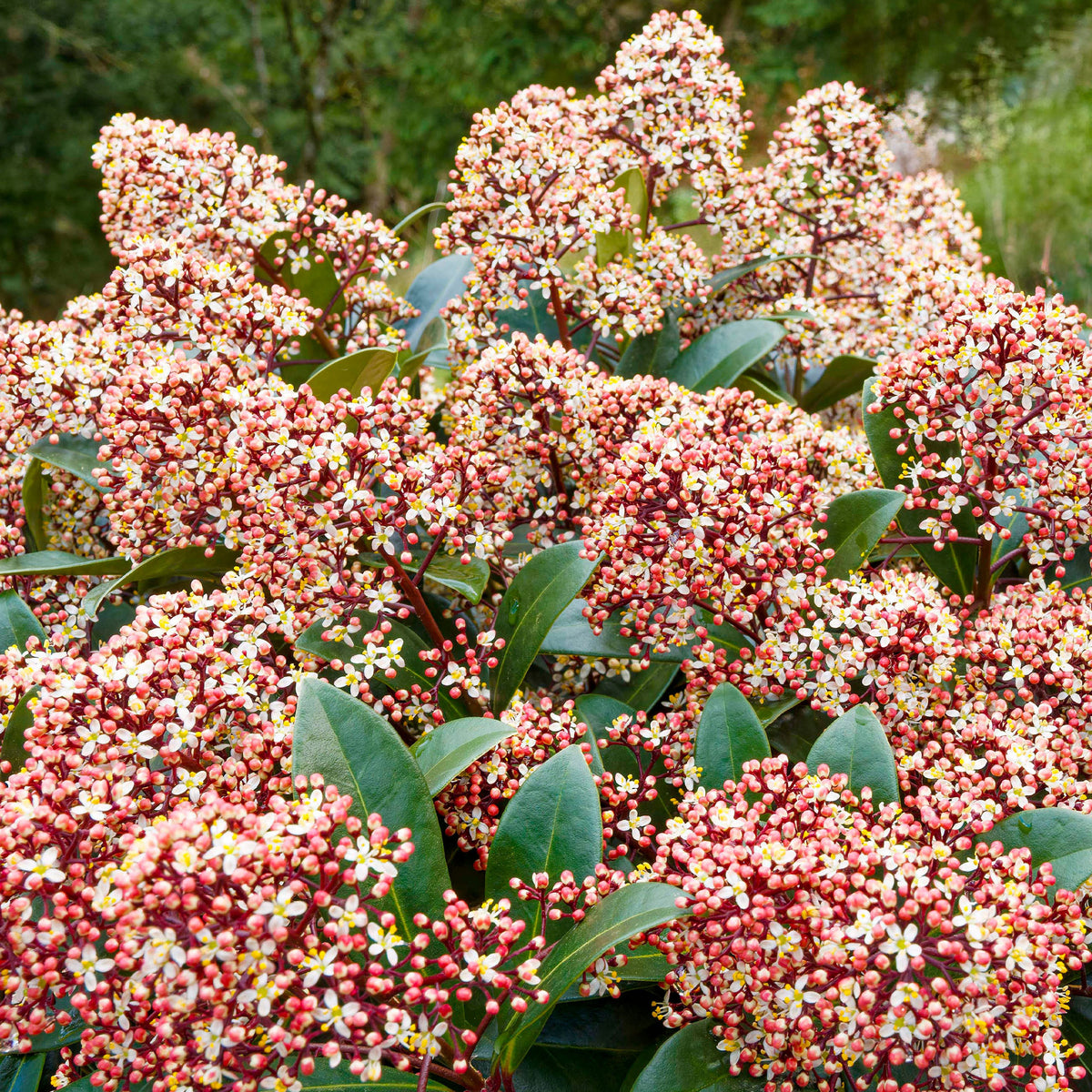 Vente Skimmia du Japon Rubella - Skimmia japonica Rubella