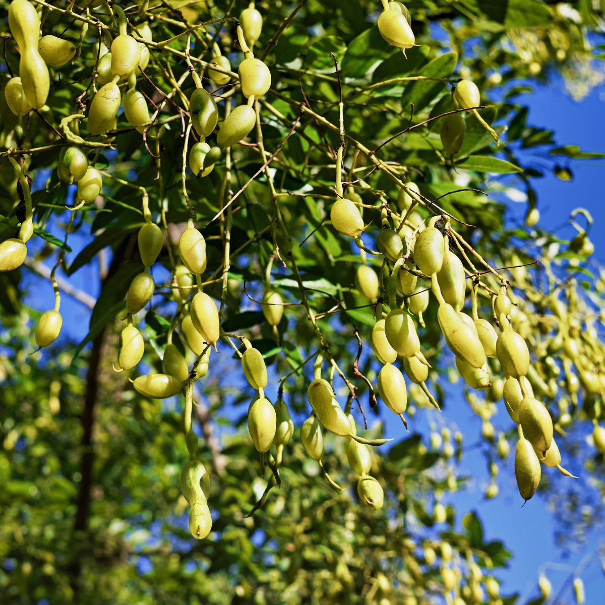 Sophora japonica - Sophora du Japon - Arbres