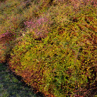 Symphoricarpos chenaultii Hancock - Symphorine de Chenault Hancock - Symphoricarpos - Symphorine