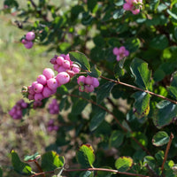 Symphorine Sofie - Symphoricarpos Sofie - Bakker