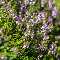 Thymus serphyllum, Sedum acre , Sedum spurium - 3 Vivaces tapissantes  - Plantes vivaces