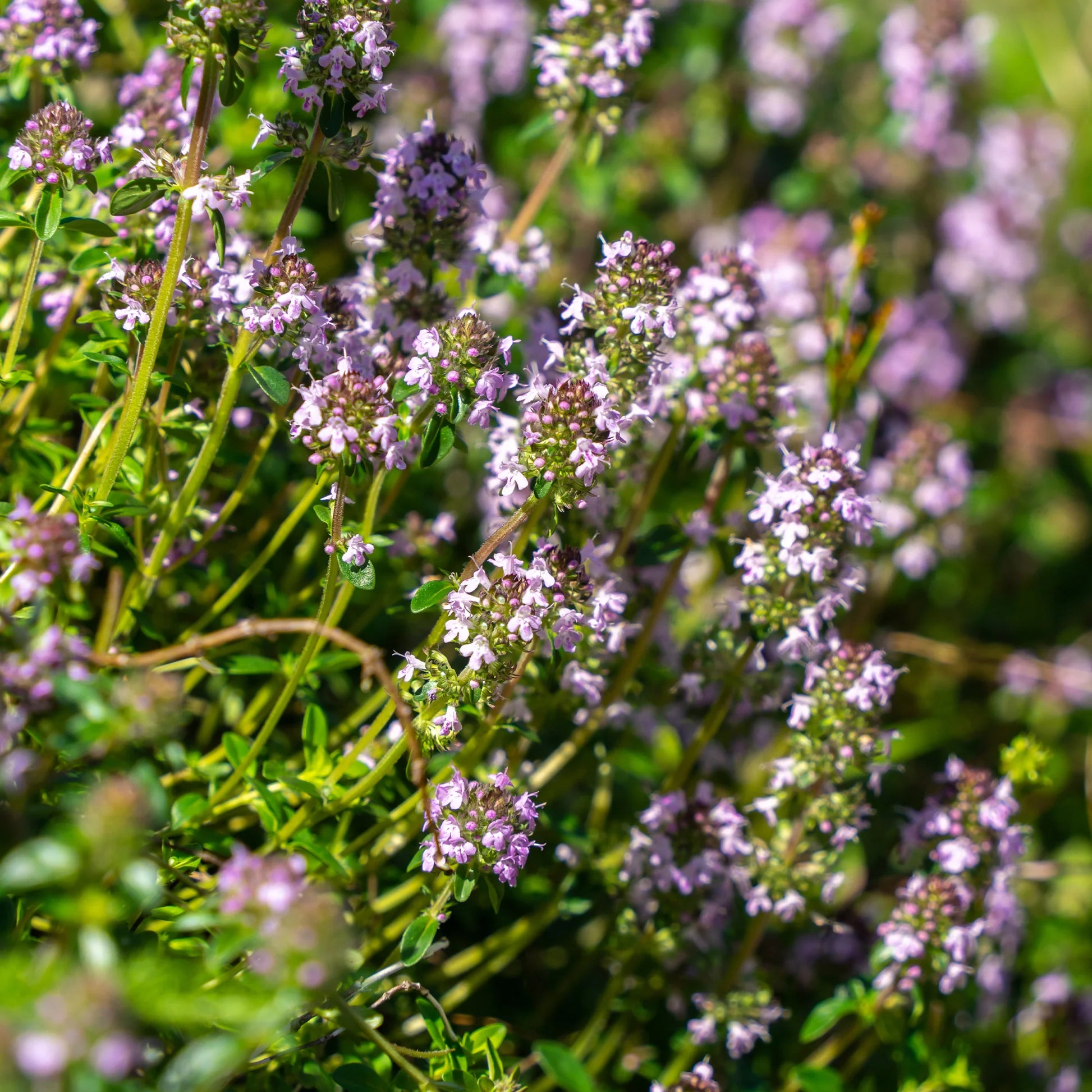 Thymus serphyllum, Sedum acre , Sedum spurium - 3 Vivaces tapissantes  - Plantes vivaces