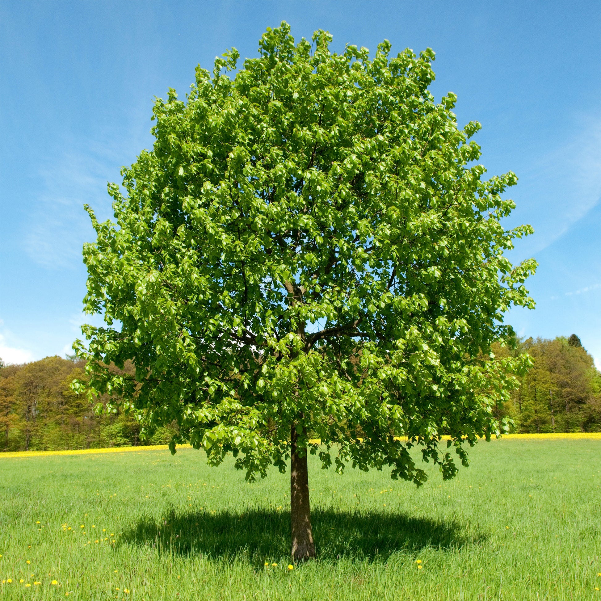 Vente Tilleul à grandes feuilles - Tilia platyphyllos