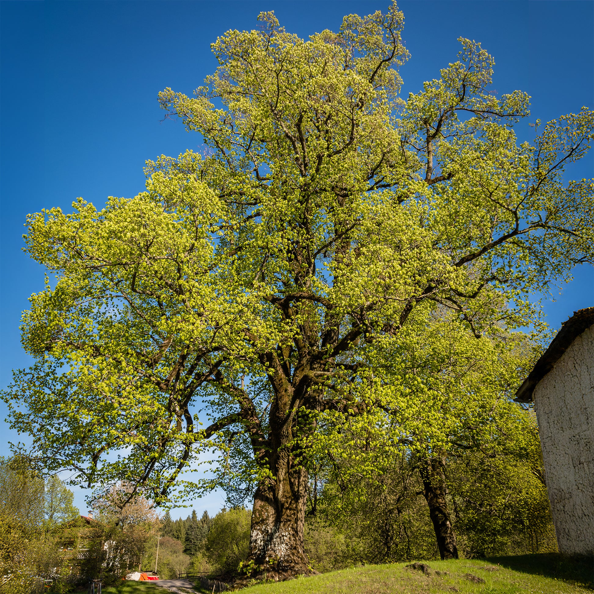 Tilleul à grandes feuilles - Tilia platyphyllos - Bakker