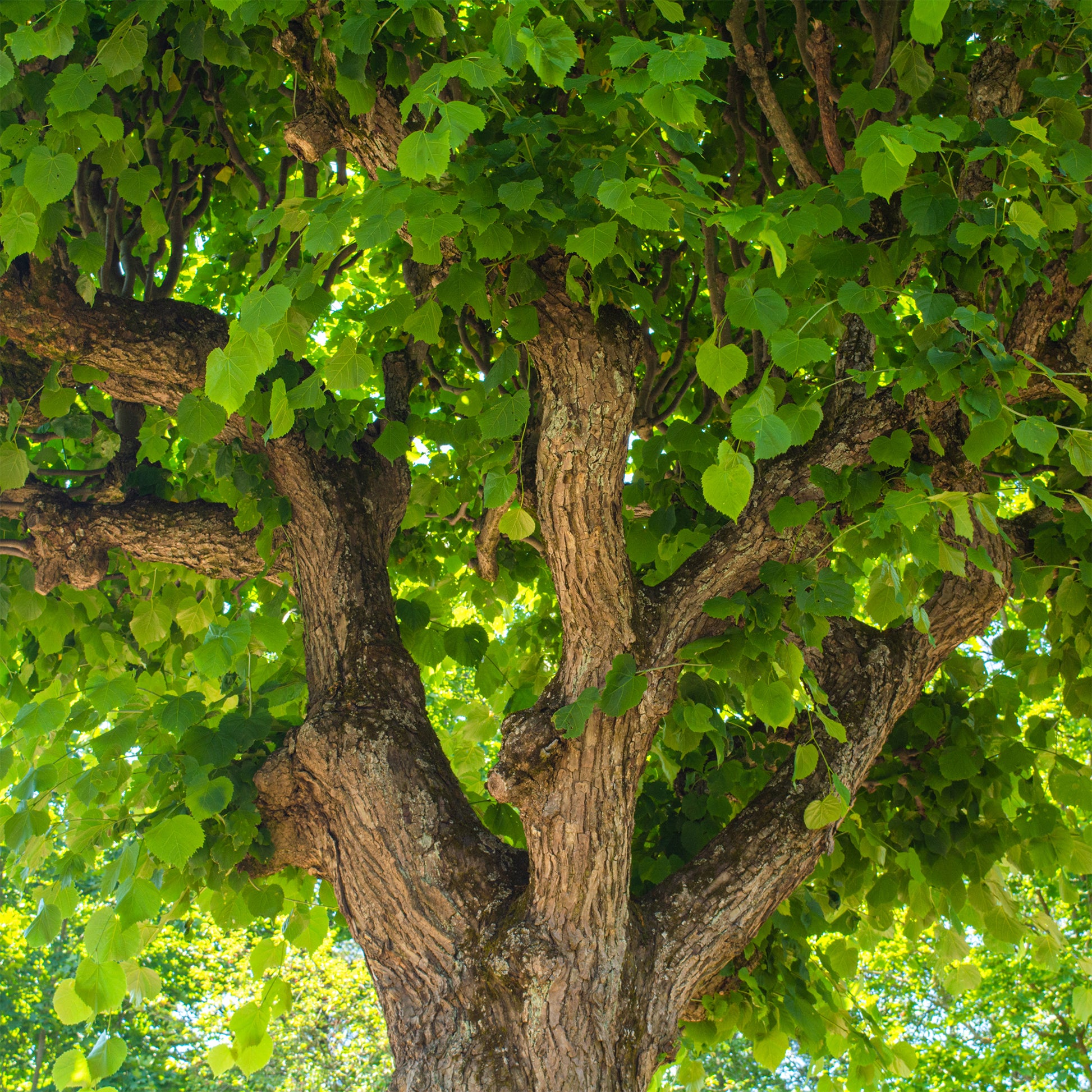 Arbres - Tilleul à grandes feuilles - Tilia platyphyllos