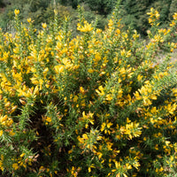 Ajonc d'Europe - Ulex europaeus - Bakker