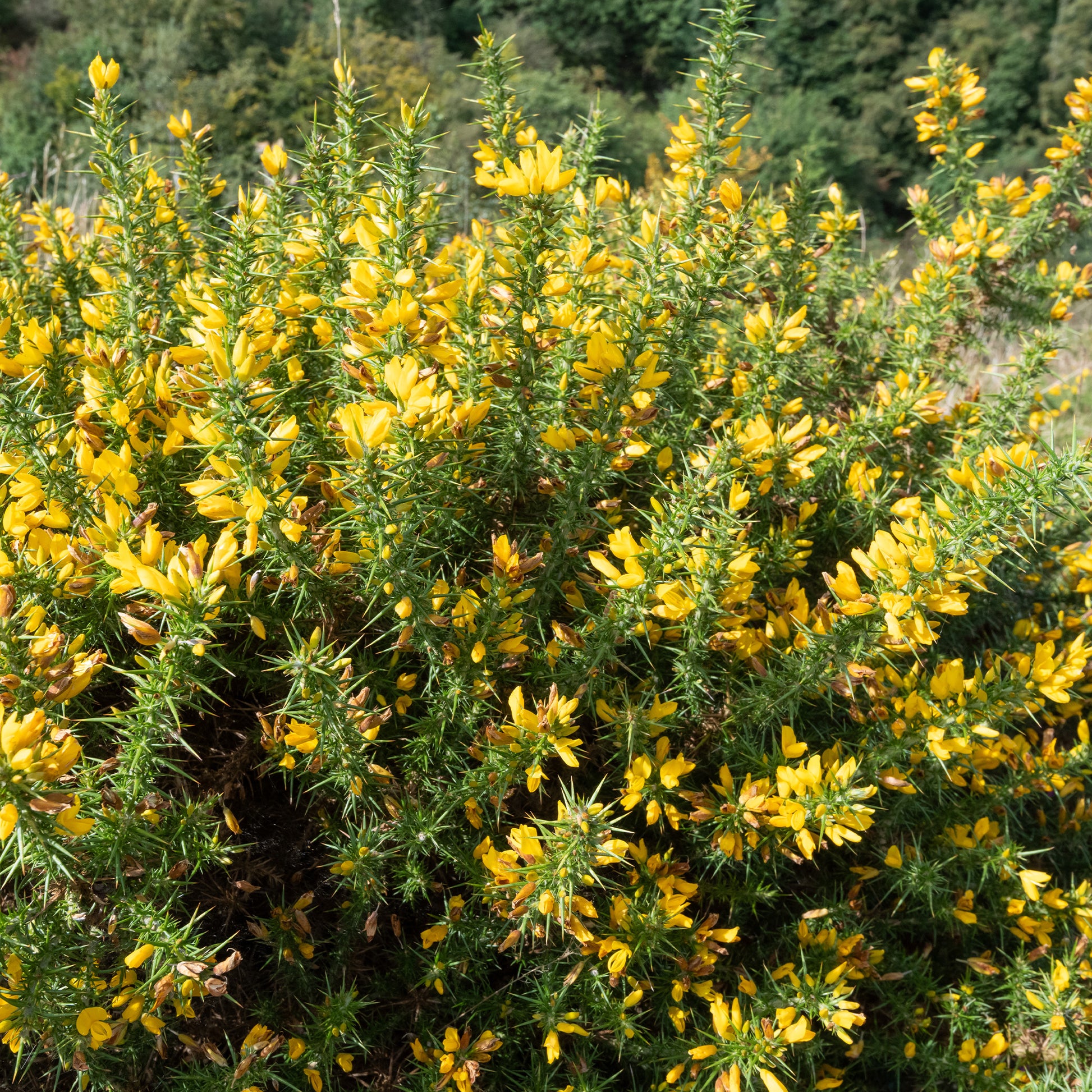 Ajonc d'Europe - Ulex europaeus - Bakker