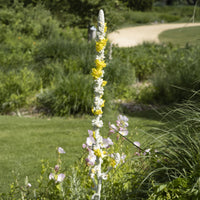 Molène - Verbascum bombyciferum - Bakker