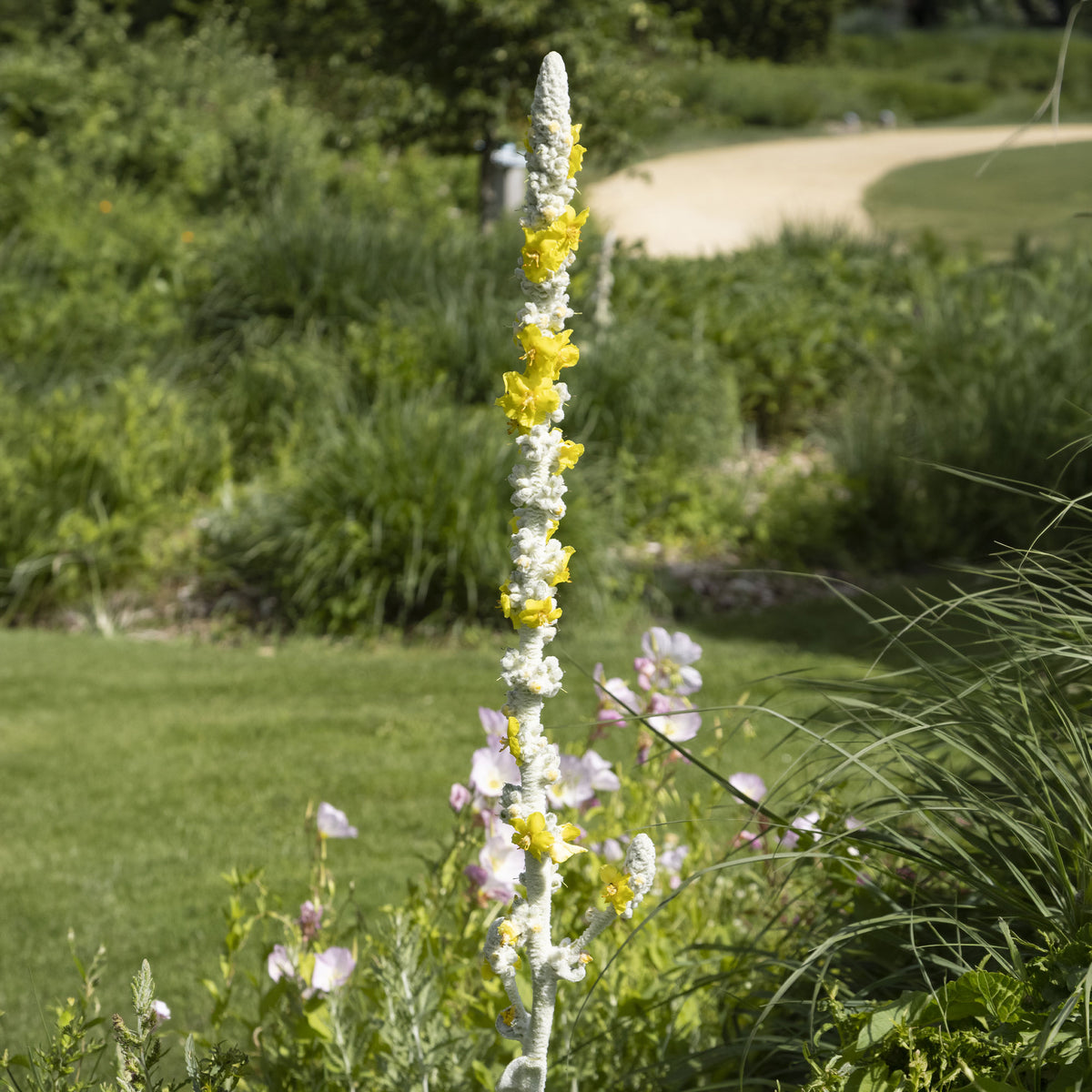 Molène - Verbascum bombyciferum - Bakker