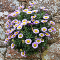 Erigeron glaucus - Vergerette à feuilles glauques - Erigeron