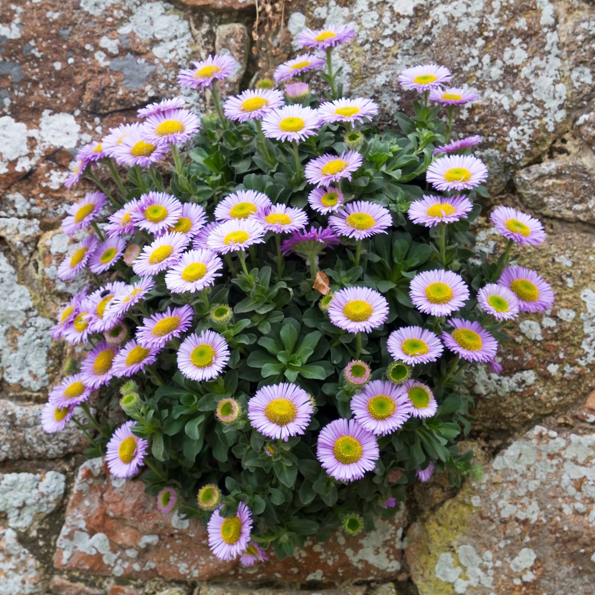 Erigeron glaucus - Vergerette à feuilles glauques - Erigeron