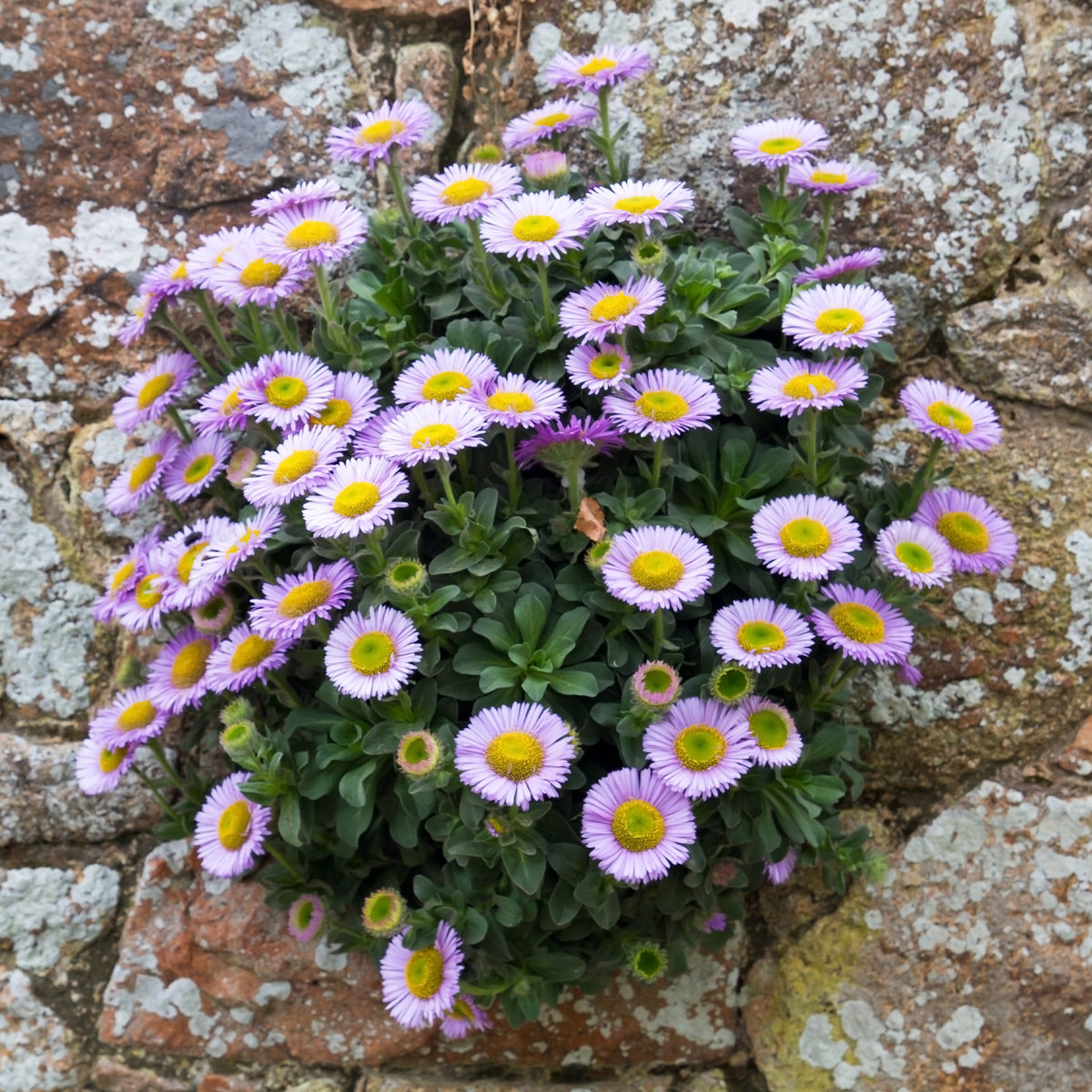 Erigeron glaucus - Vergerette à feuilles glauques - Erigeron