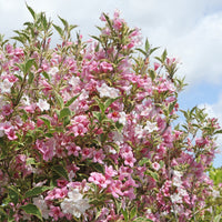  - Weigélia florida Variegata - Weigela florida Variegata