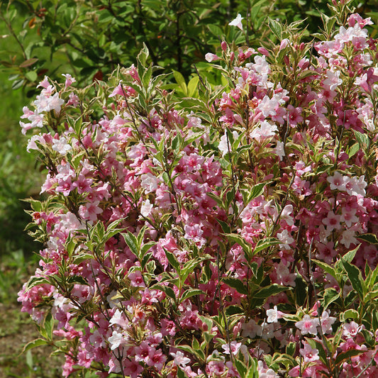 Weigélia florida Variegata - Bakker