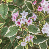 Weigela florida Variegata - Weigélia florida Variegata - 