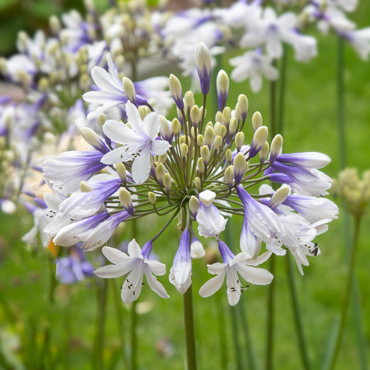 Agapanthus Queen Mum - Agapanthe à grandes fleurs Queen Mum - Agapanthes
