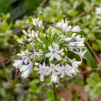 Agapanthe à grandes fleurs Queen Mum - Agapanthus Queen Mum - Bakker