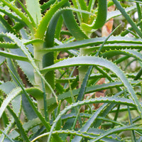 Plantes vivaces - Aloès arborescent - Aloe arborescens