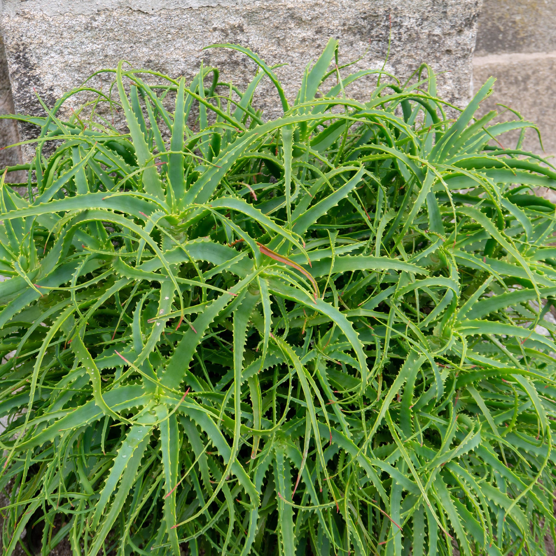 Aloès arborescent - Aloe arborescens - Bakker