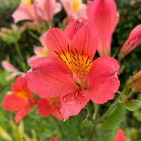 Alstroemeria Little Miss Zoé ® - Lys des Incas - Alstroemères Little Miss Zoe ® - Alstroemère - Alstroemeria