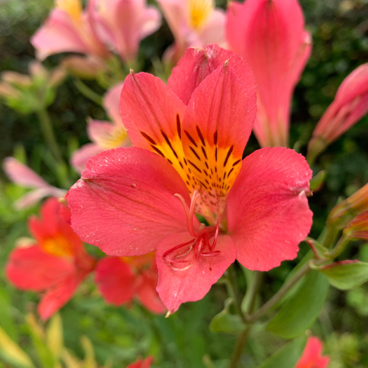 Alstroemeria Little Miss Zoé ® - Lys des Incas - Alstroemères Little Miss Zoe ® - Alstroemère