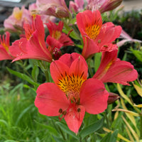 Lys des Incas - Alstroemères Little Miss Zoe ® - Alstroemeria Little Miss Zoé ® - Bakker