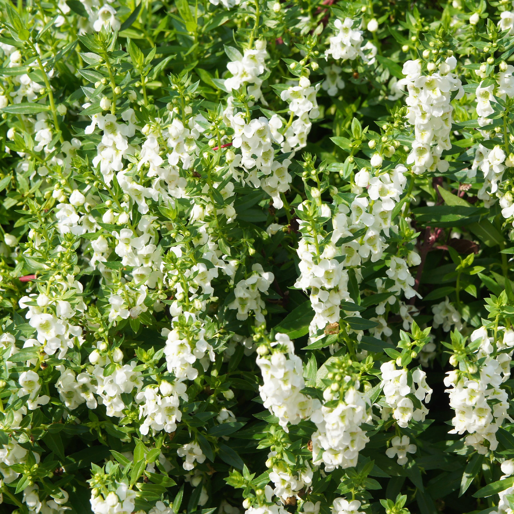 Angélonia blanche - Bakker