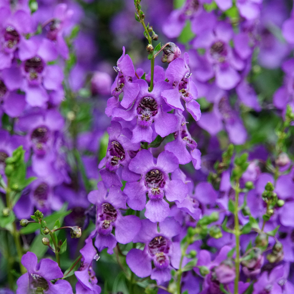 Angelonia - Angélonia - Plantes à fleurs