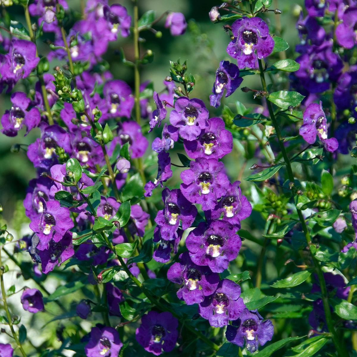 Angélonia - Angelonia - Bakker
