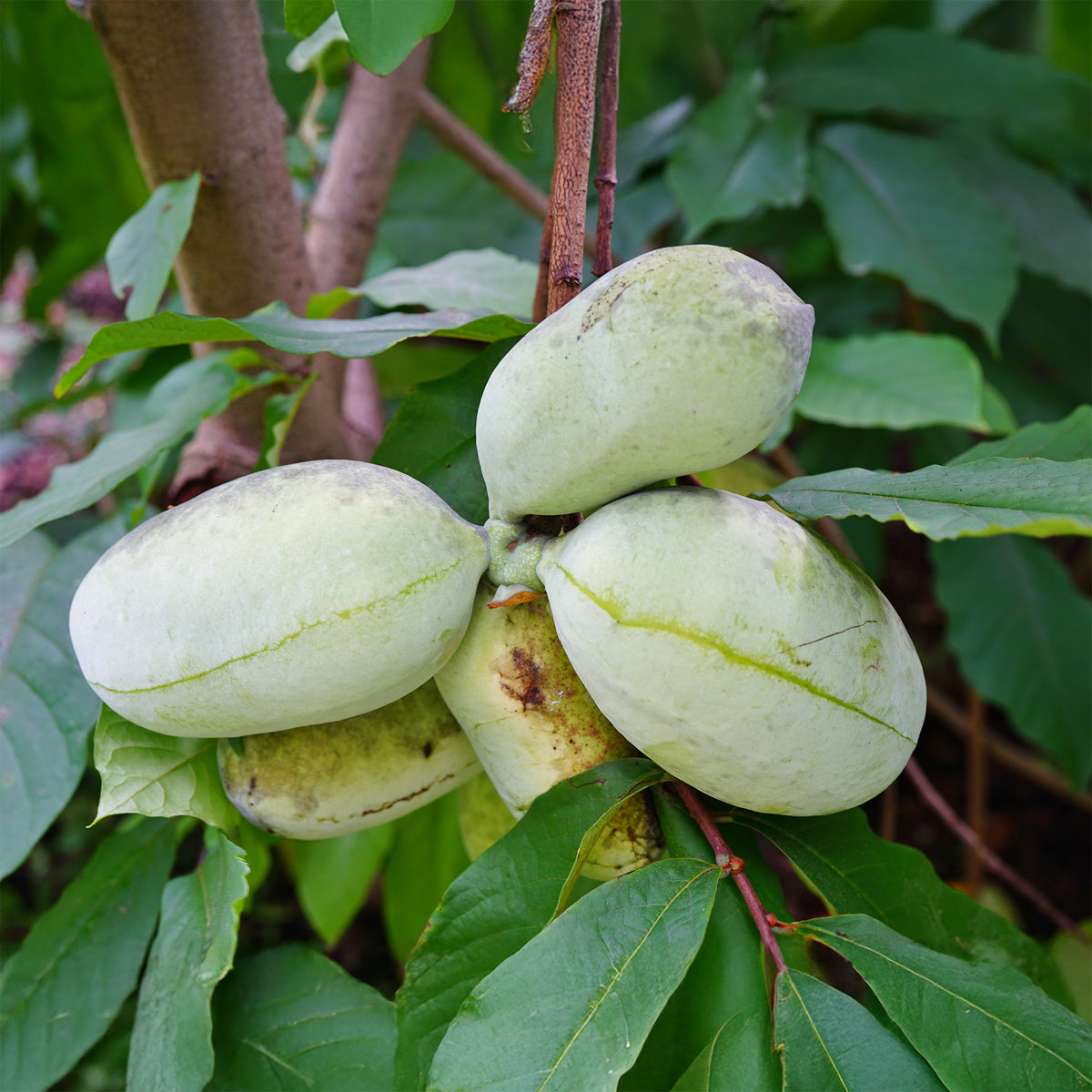 Asimina triloba - Asiminier - Pawpaw - Fruitiers exotiques