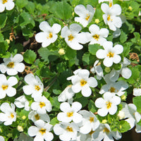 Bacopa white - Bacopa blanc - Plantes suspendues d'extérieur