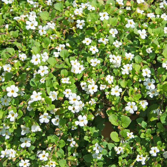 Bacopa blanc - Bakker