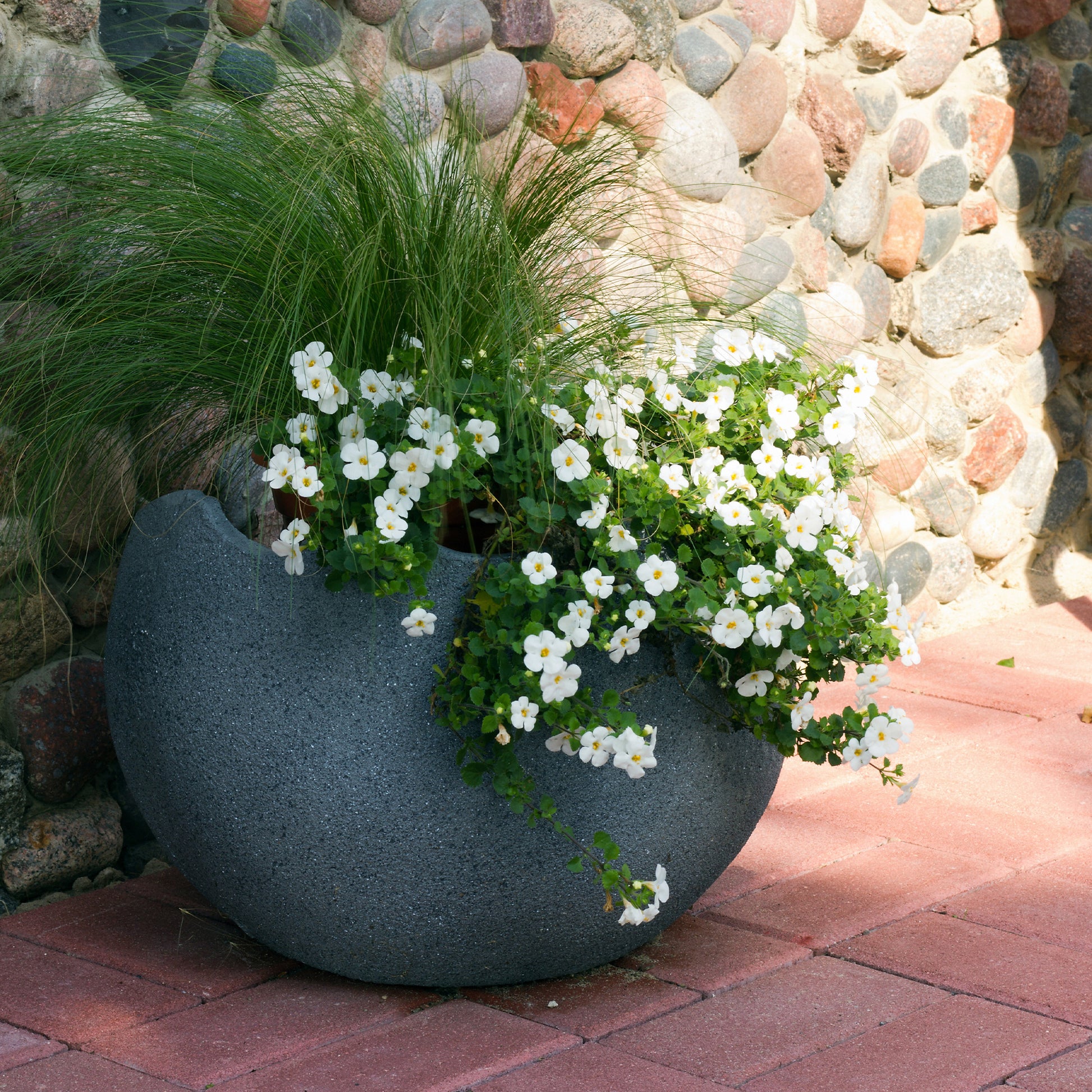 Bacopa blanc - Bacopa white - Bakker