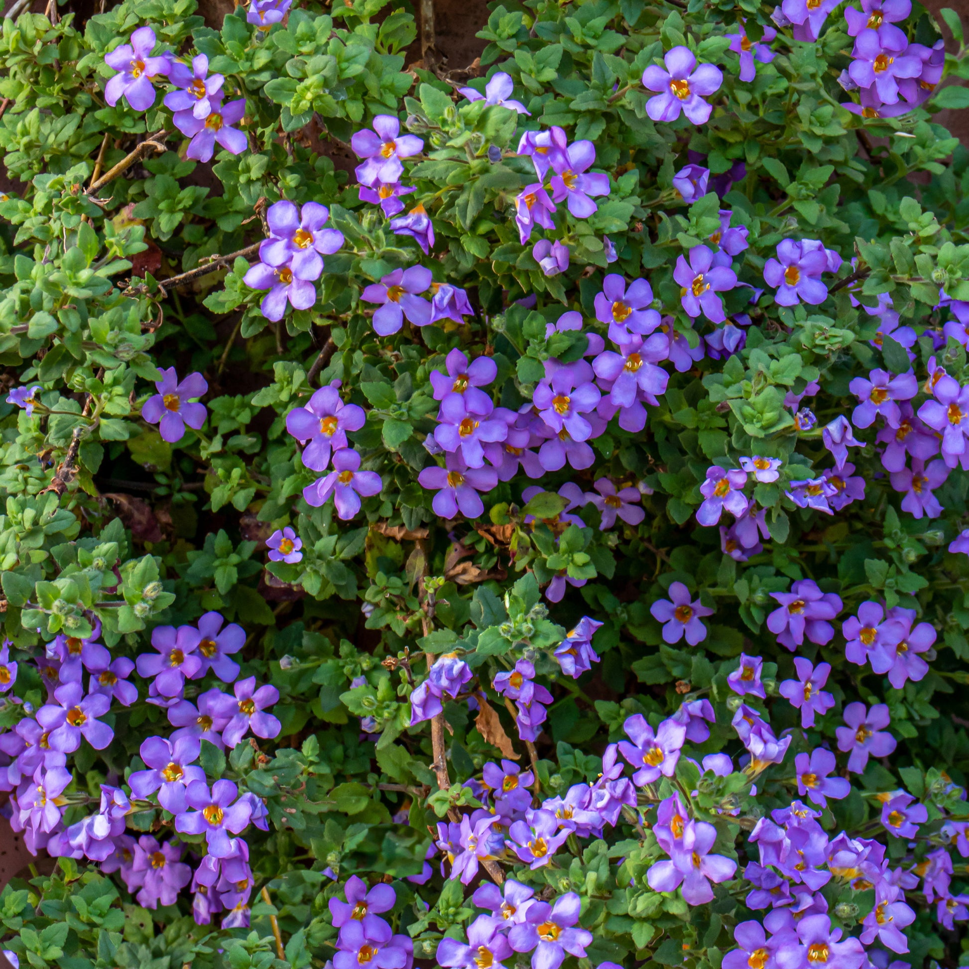 Bacopa bleu - Bacopa blue - Bakker