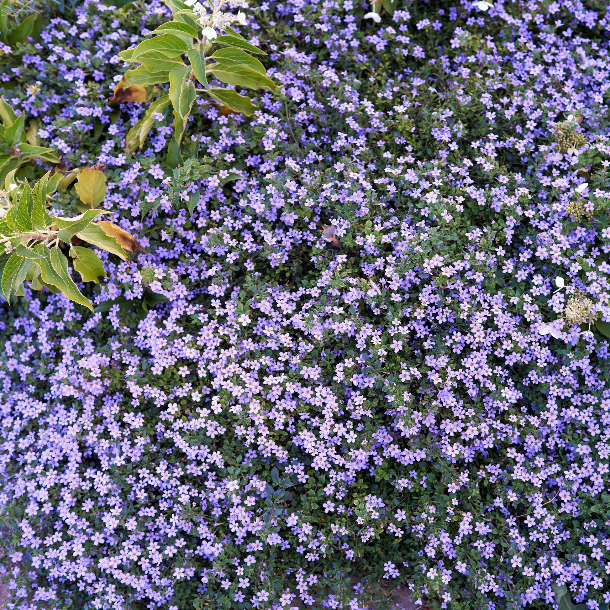 Bacopa bleu - Bakker